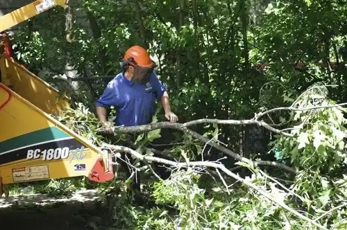 tree services Dallas